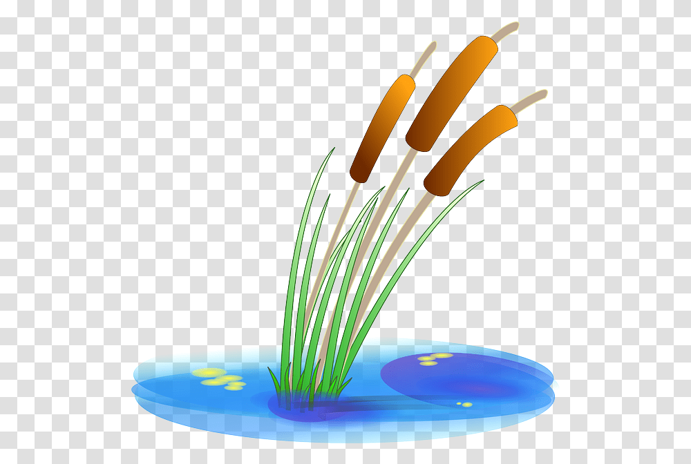 Download Hd Water Plants Pond Clipart, Brush, Tool, Flower, Blossom Transparent Png