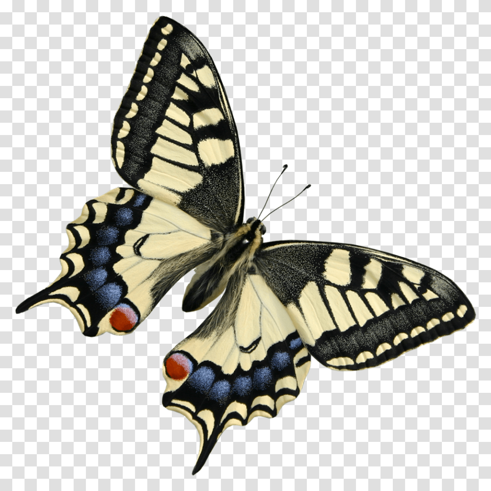 Download Hd Watercolor Butterfly Beautiful Real Butterfly, Insect, Invertebrate, Animal, Moth Transparent Png