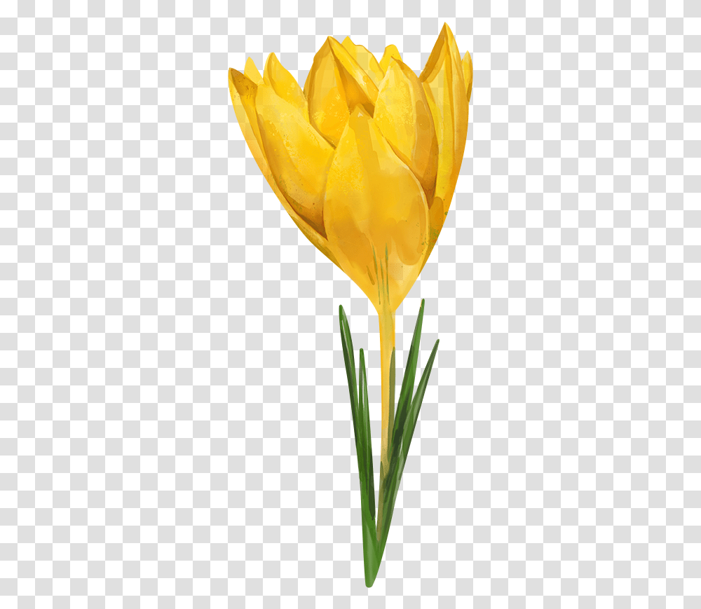 Download Hd Watercolor Flowers For Collages Watercolor Watercolor Yellow Flower, Plant, Blossom, Tulip, Petal Transparent Png