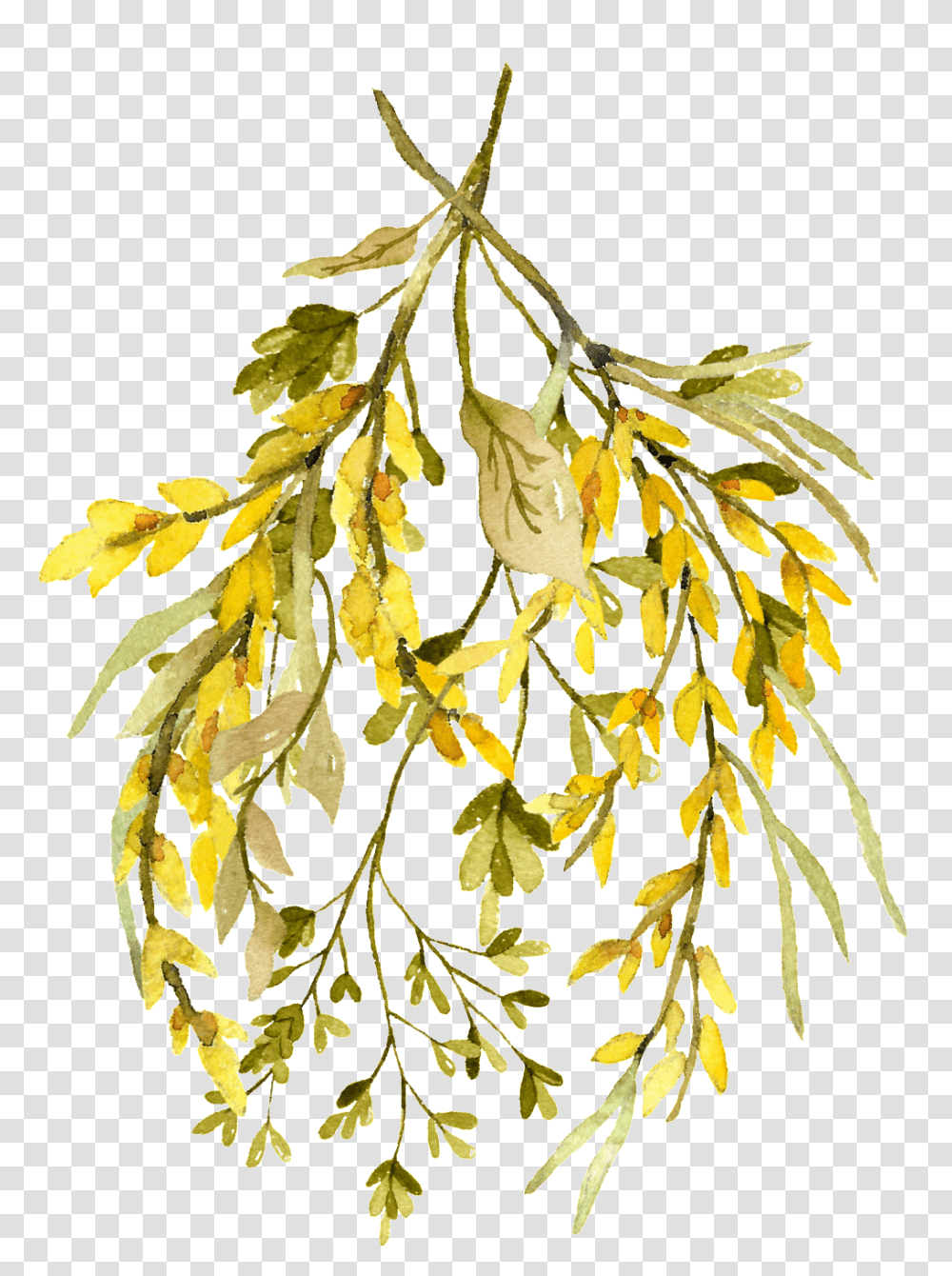 Download Hd Watercolor Leaf Rustikaler Watercolor Leaves, Plant, Seaweed, Jar, Vase Transparent Png