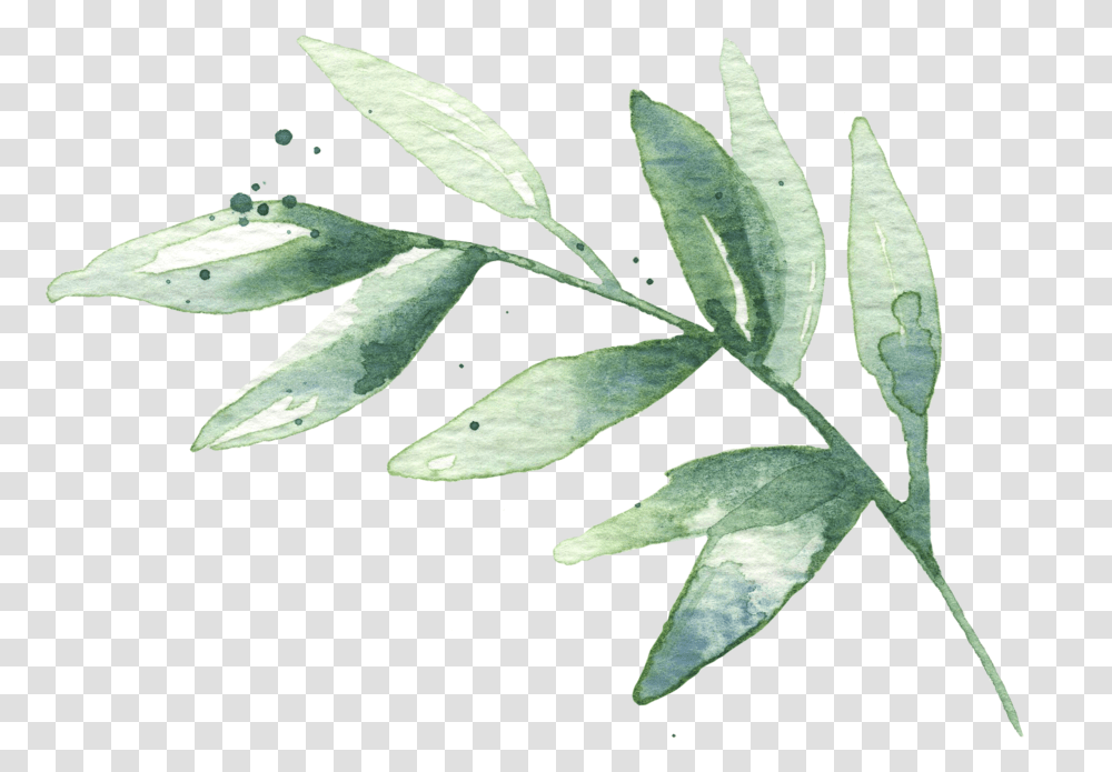 Download Hd Watercolor Leaves 02 Watercolor Leaves, Leaf, Plant, Annonaceae, Tree Transparent Png