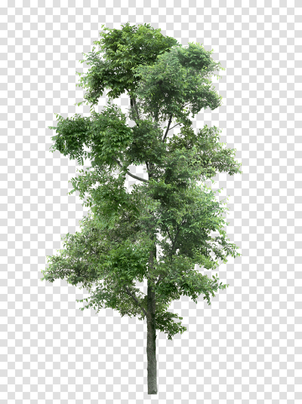 Download Hd Watercolor Pine Tree, Plant, Maple, Conifer, Cross Transparent Png