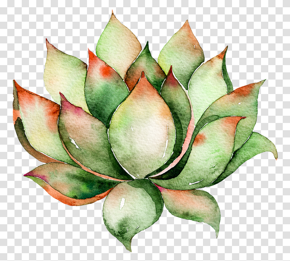 Download Hd Watercolor Succulent Clip Art Watercolor Succulent Background, Plant, Aloe, Flower, Blossom Transparent Png