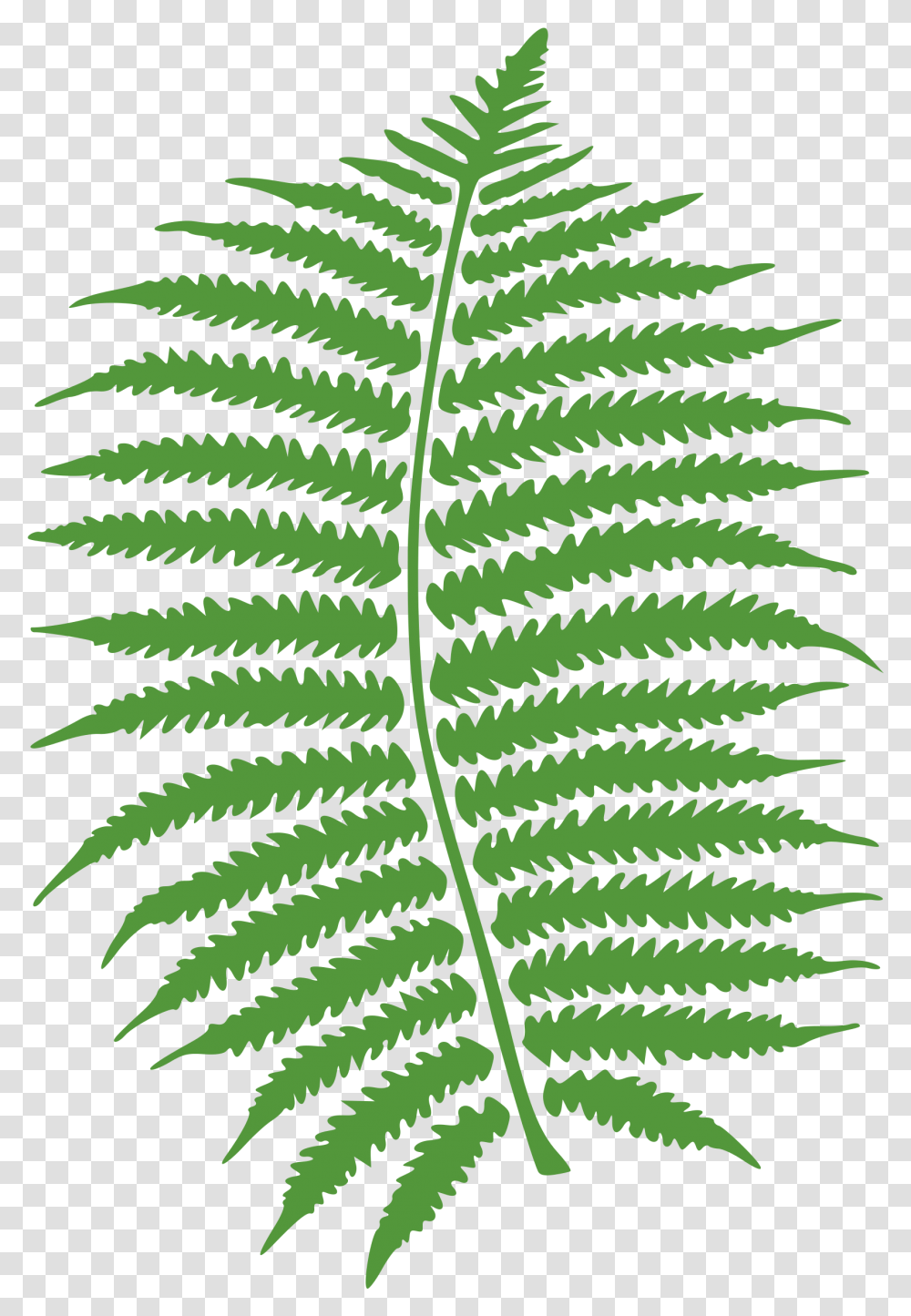Download Hd Watercolor Vector Fern Fern Clipart Black And White, Plant Transparent Png