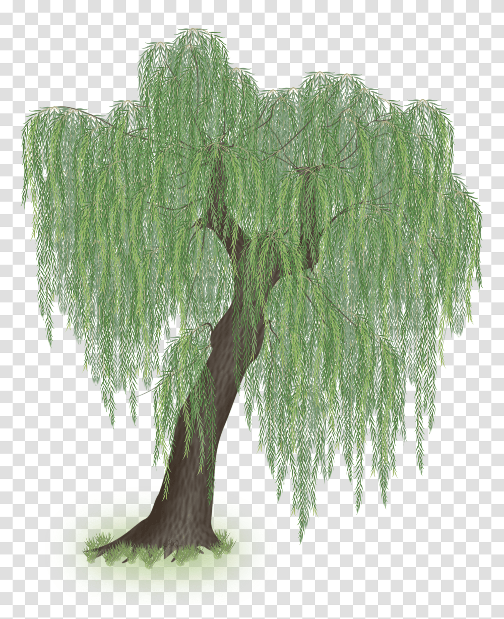 Download Hd Weeping Willow Tree Clipart Willow Tree Background Transparent Png