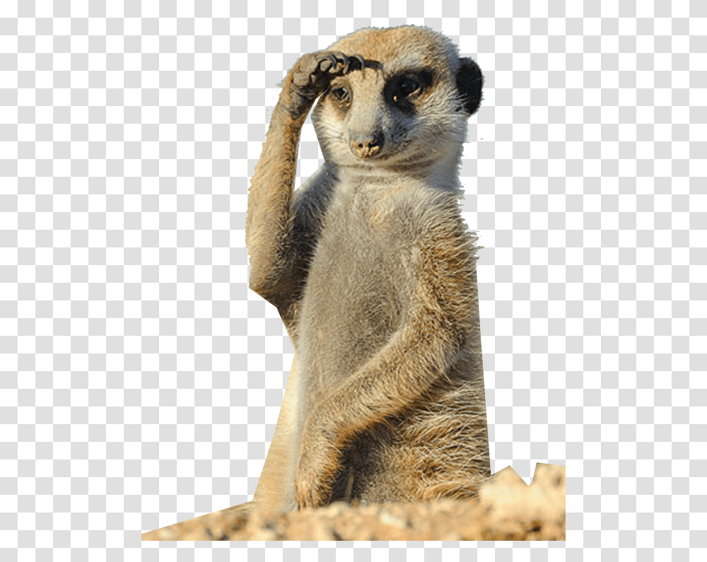 Download Hd Wheristhecap Hashtag Meerkat Funny Vacation Here I Come, Wildlife, Mammal, Animal Transparent Png