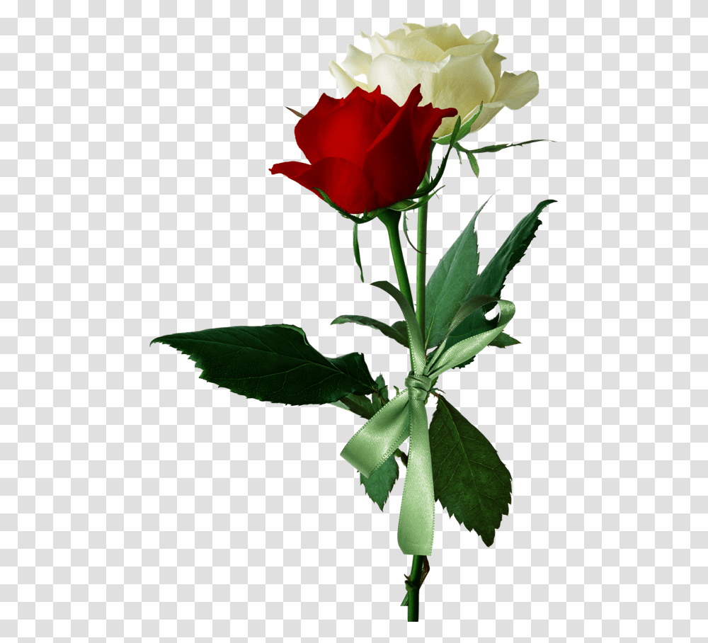 Download Hd White And Red Roses Love Red And White Rose, Flower, Plant, Blossom Transparent Png