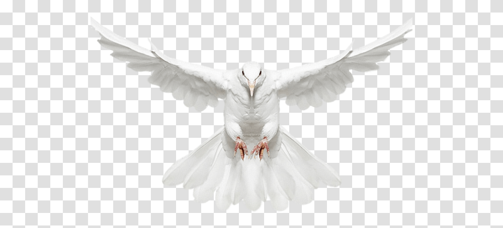 Download Hd White Dove Clipart Fire Pigeon Hd Download, Bird, Animal Transparent Png