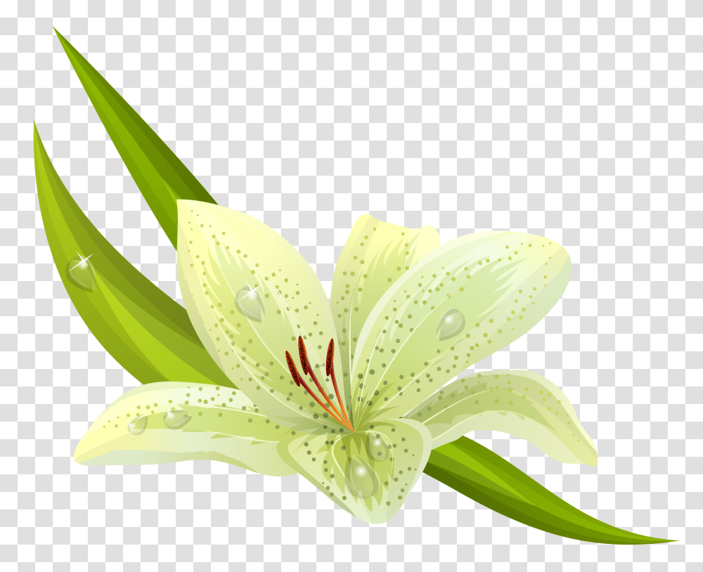Download Hd White Flowers Images, Plant, Lily, Blossom, Banana Transparent Png