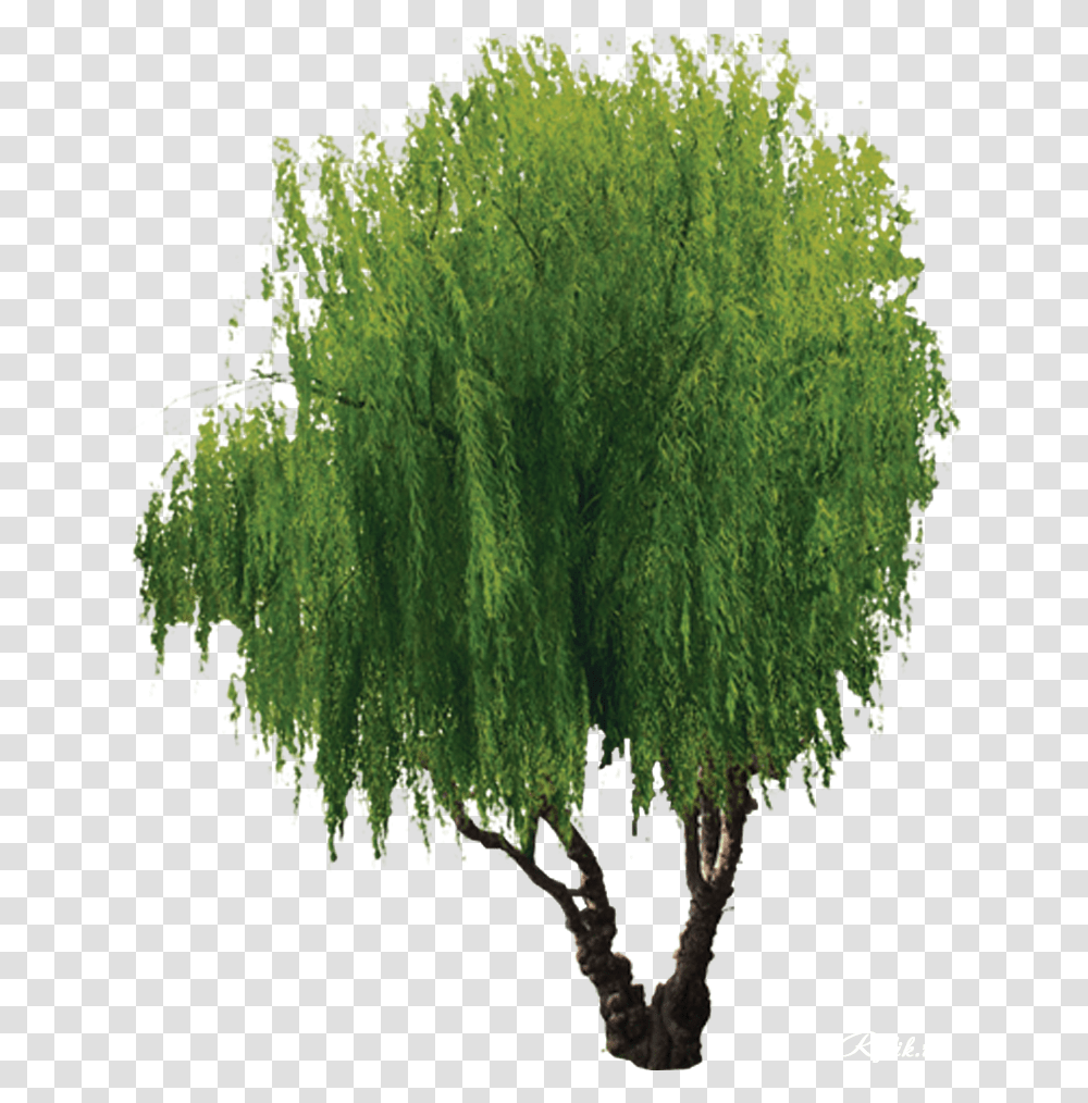 Download Hd Willow Tree Tree, Plant, Conifer, Vegetation, Annonaceae Transparent Png