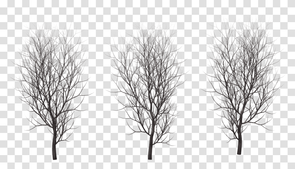 Download Hd Winter Tree Winter Trees, Plant, Nature, Outdoors, Ice Transparent Png