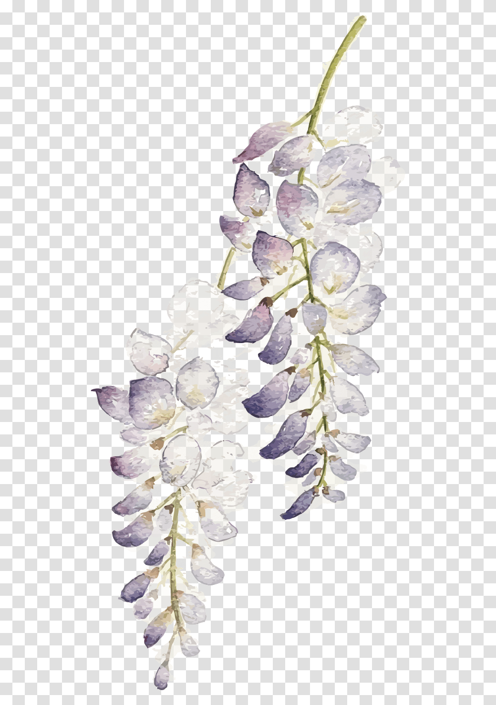 Download Hd Wisteria Flower Watercolor Purple Flowers Watercolor Lavender Background, Plant, Blossom, Pineapple, Fruit Transparent Png
