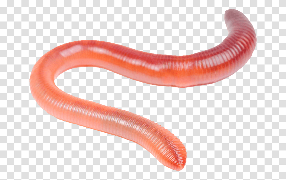 Download Hd Worm Clipart 78679 Worms Clipart Background, Invertebrate, Animal, Fungus Transparent Png