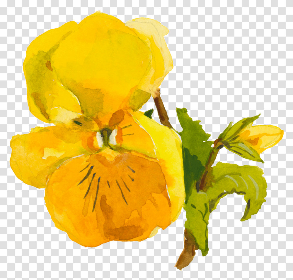 Download Hd Yellow Cute Flower Watercolor Viola, Plant, Blossom, Petal, Iris Transparent Png