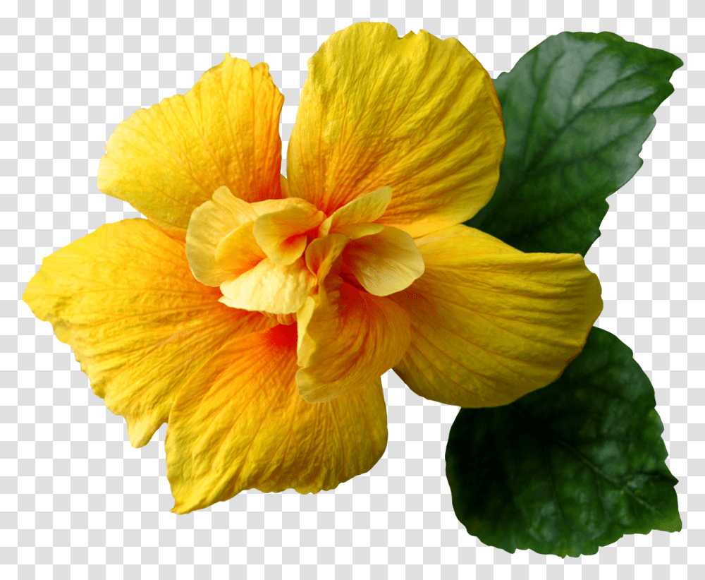 Download Hd Yellow Hibiscus Flower Real Yellow Flowers, Plant, Blossom, Geranium, Acanthaceae Transparent Png
