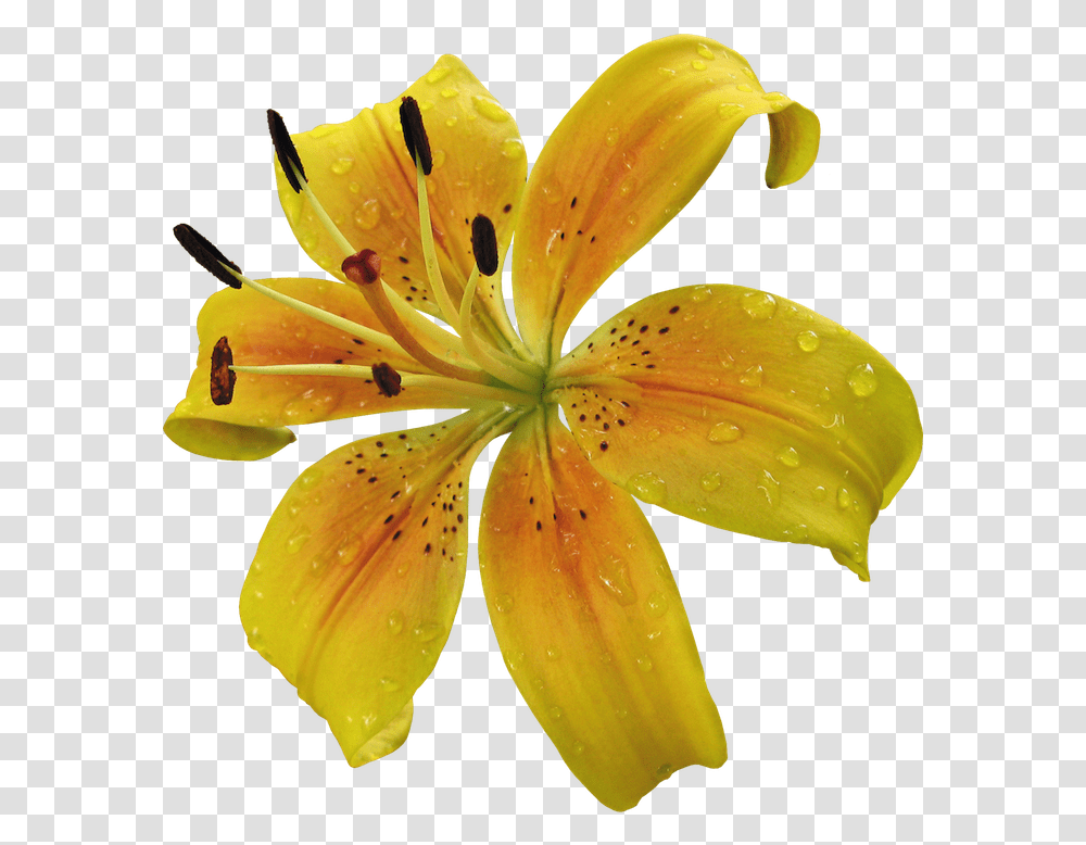 Download Hd Yellow Lily Flower Tiger Lily, Plant, Blossom, Fungus, Pollen Transparent Png