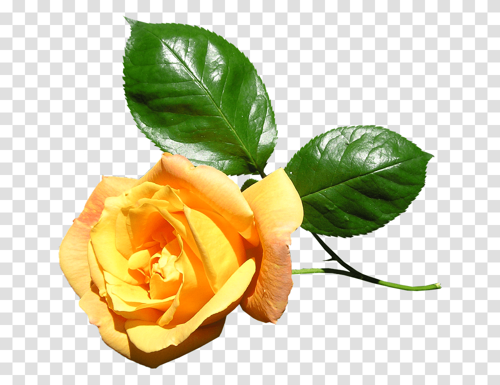 Download Hd Yellow Rose Stem Flower Yellow Rose With Stem, Plant, Blossom, Leaf, Petal Transparent Png