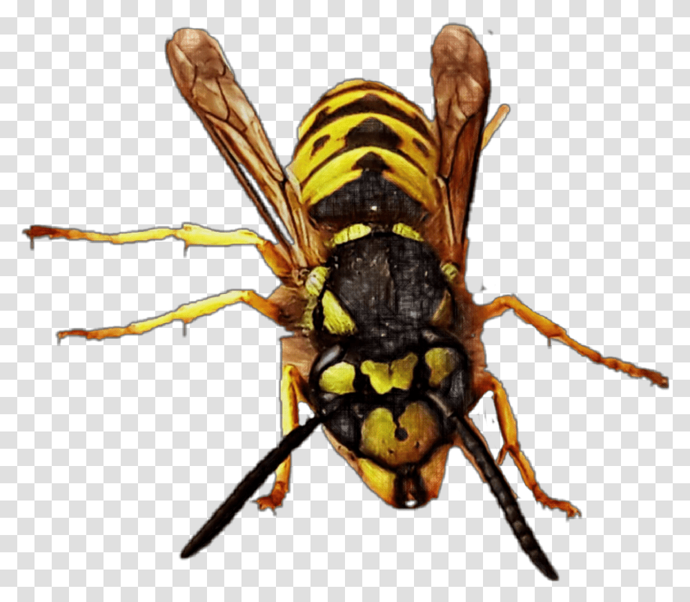 Download Hd Yellowjacket Queen Queenbee Bee Wasp Hornet Bug Hornet, Insect, Invertebrate, Animal, Andrena Transparent Png
