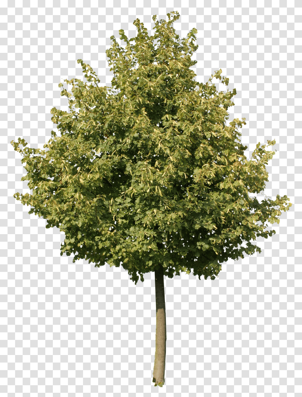 Download Hd Young Oak Tree Background Olive Tree Transparent Png