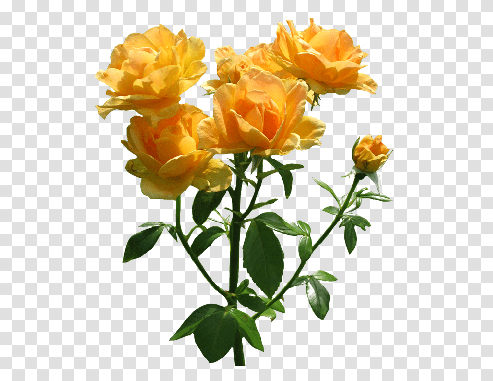 Download Hd Zonta Rosa Lots Of Blooming Rose Orange, Flower, Plant, Blossom, Flower Arrangement Transparent Png