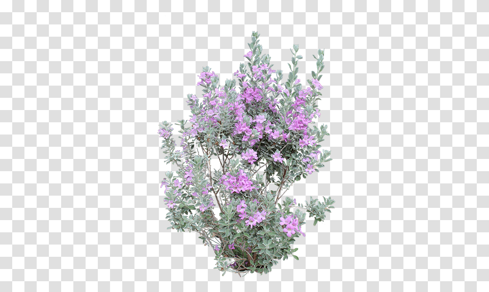 Download Heavenly Cloud Sage Purple Pampas Tree Mallow, Plant, Flower, Geranium, Flower Bouquet Transparent Png