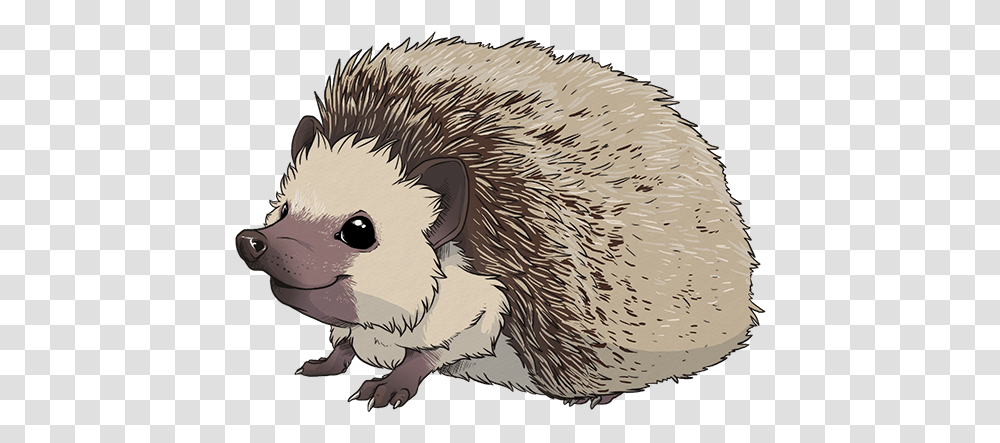 Download Hedgehog Images Hedgehog, Mammal, Animal, Rodent, Bird Transparent Png