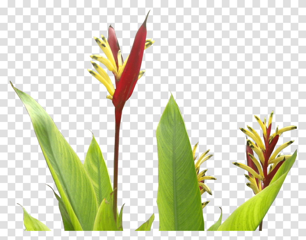 Download Heliconia Psittacorum Tropical Plants Flower Tropical Real, Leaf, Blossom, Amaryllidaceae, Acanthaceae Transparent Png