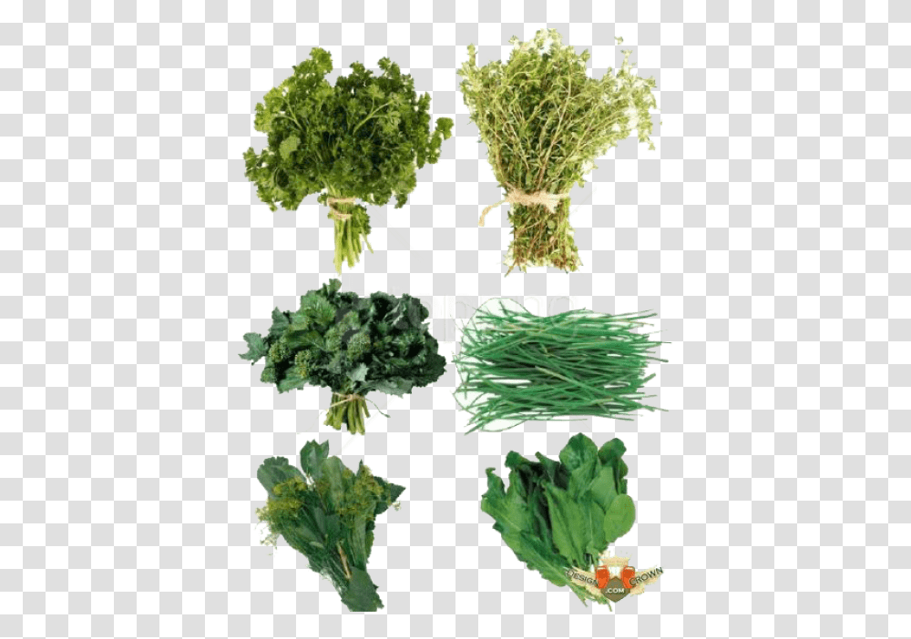 Download Herb S Images Background Herbs, Plant, Kale, Cabbage, Vegetable Transparent Png