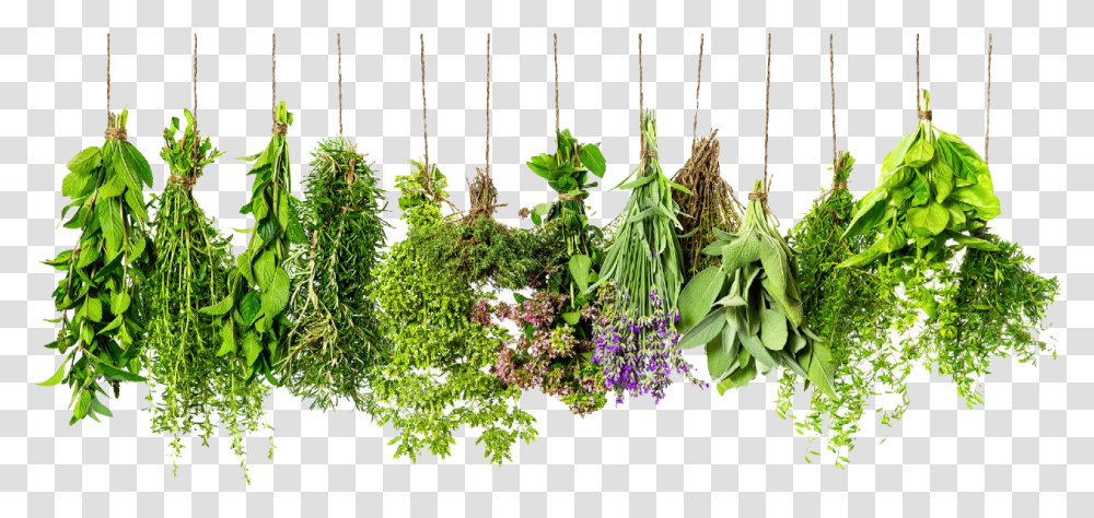 Download Herbs Hd Herbs, Potted Plant, Vase, Jar, Pottery Transparent Png