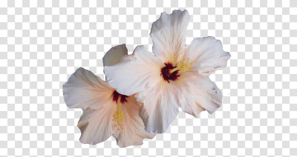 Download Hibiscus Image White Hibiscus Flower, Plant, Blossom, Bird, Animal Transparent Png