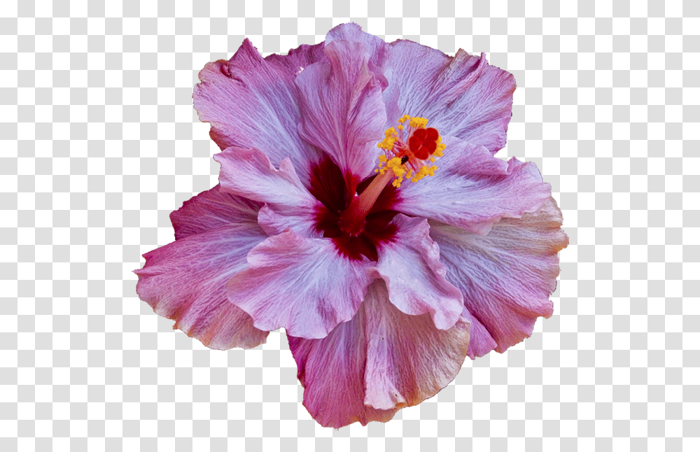 Download Hibiscus Just Reminds Mw Of Hawaii Translucent Hibiscus Tropical Flowers, Plant, Blossom, Geranium Transparent Png