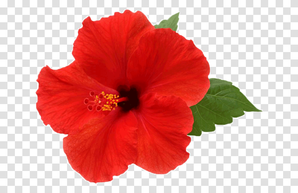 Download Hibiscus Picture Background Hibiscus Flower, Plant, Blossom, Honey Bee, Insect Transparent Png