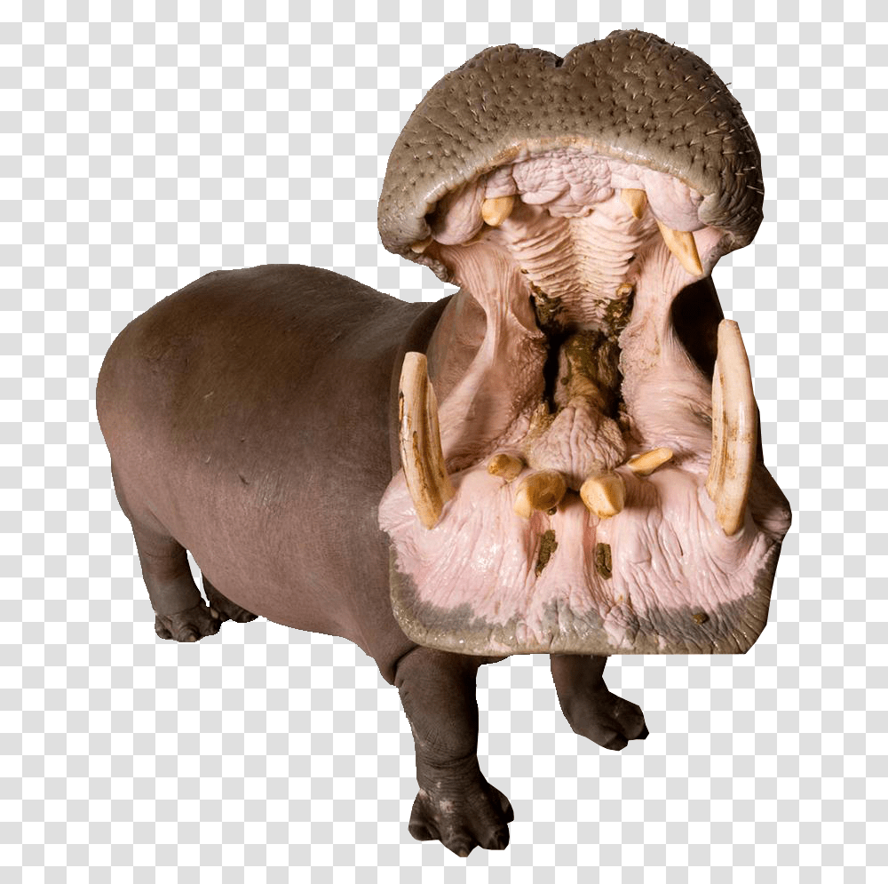 Download Hippo With Mouth Open Image For Free Animals With Mouth Open, Mammal, Wildlife, Figurine Transparent Png