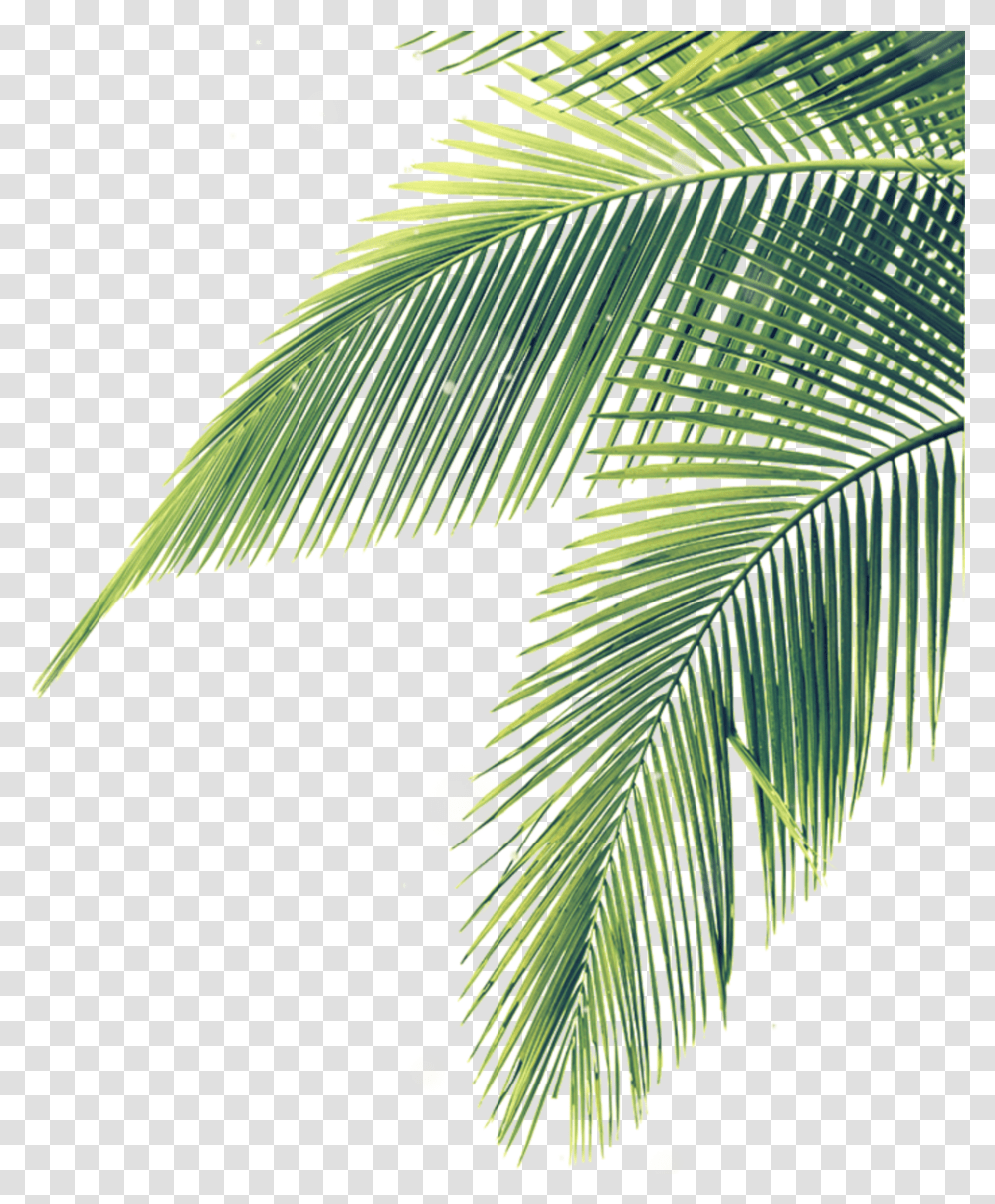 Download Hojas Palmera Sombra Stiker Mix Lines Nature Palm Tree Leaf, Plant, Green, Vegetation, Tropical Transparent Png