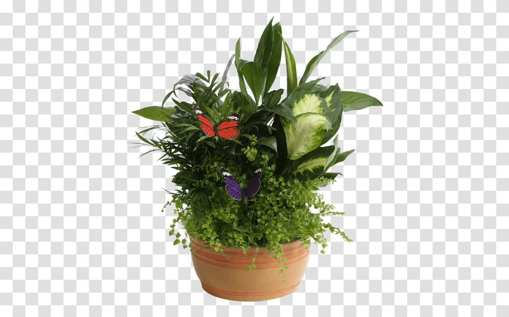 Download Horizon Planter 8 Caramel Flowerpot Image Houseplant, Blossom, Graphics, Art, Pattern Transparent Png