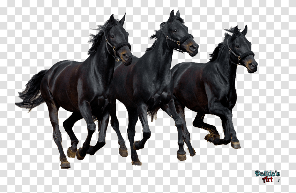Download Horses Horses, Andalusian Horse, Mammal, Animal, Stallion Transparent Png