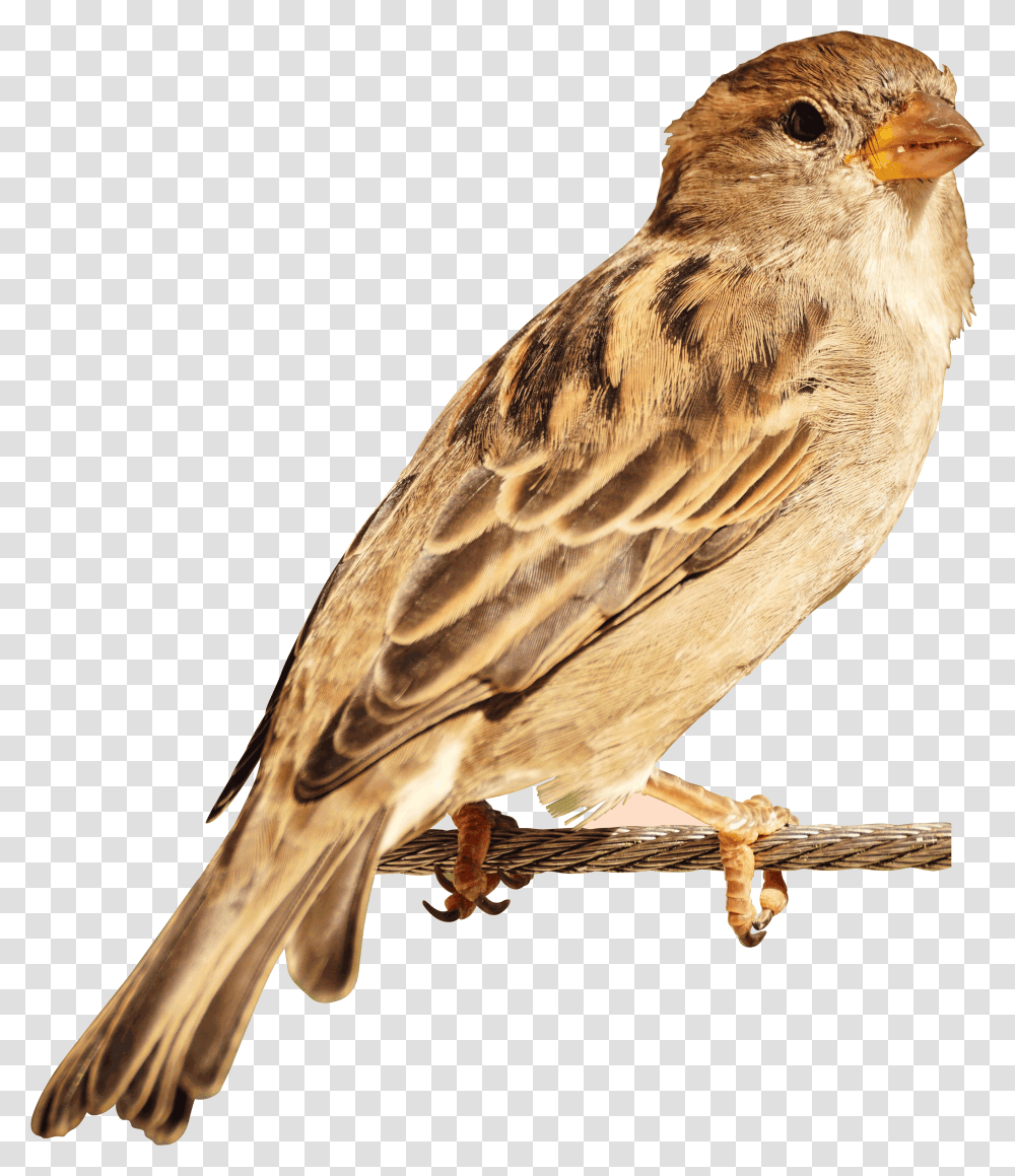 Download House Sparrow Bird Image Hd, Animal, Anthus, Finch Transparent Png