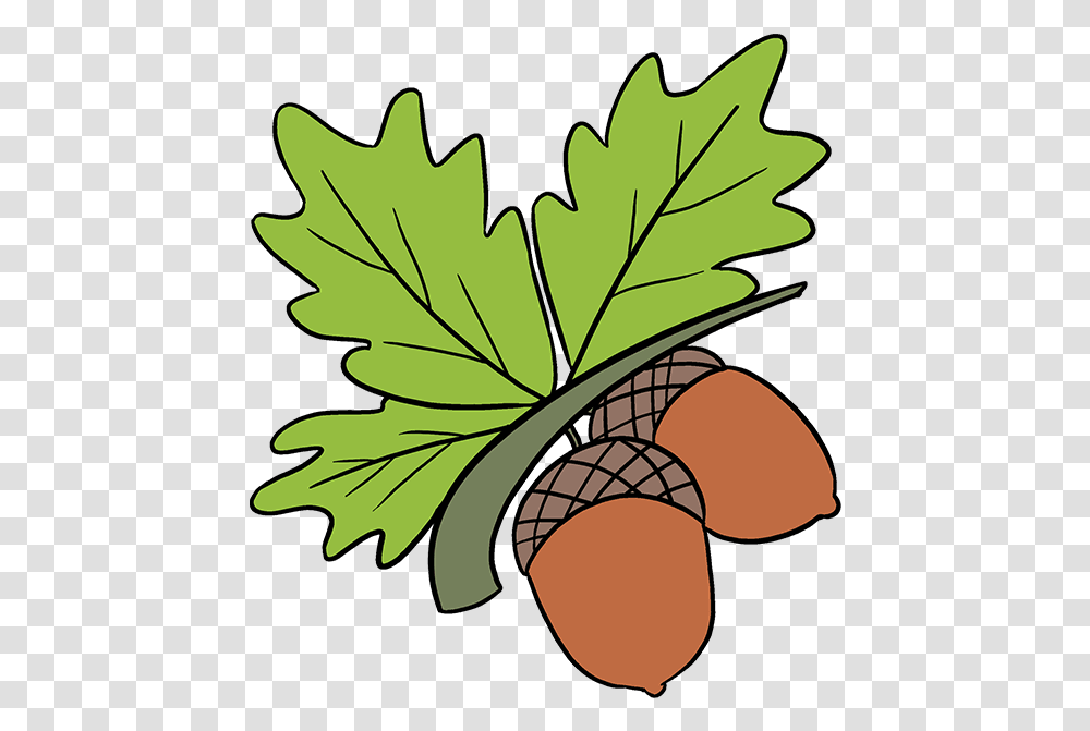 Download How To Draw Acorns Draw An Acorn Full Size Acorn In Tree Drawn, Plant, Leaf, Seed, Grain Transparent Png