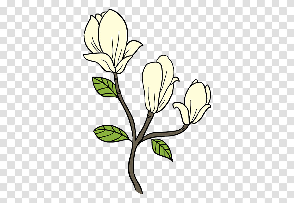 Download How To Draw Magnolia Flower Easy Magnolia Drawing, Plant, Blossom, Acanthaceae, Petal Transparent Png