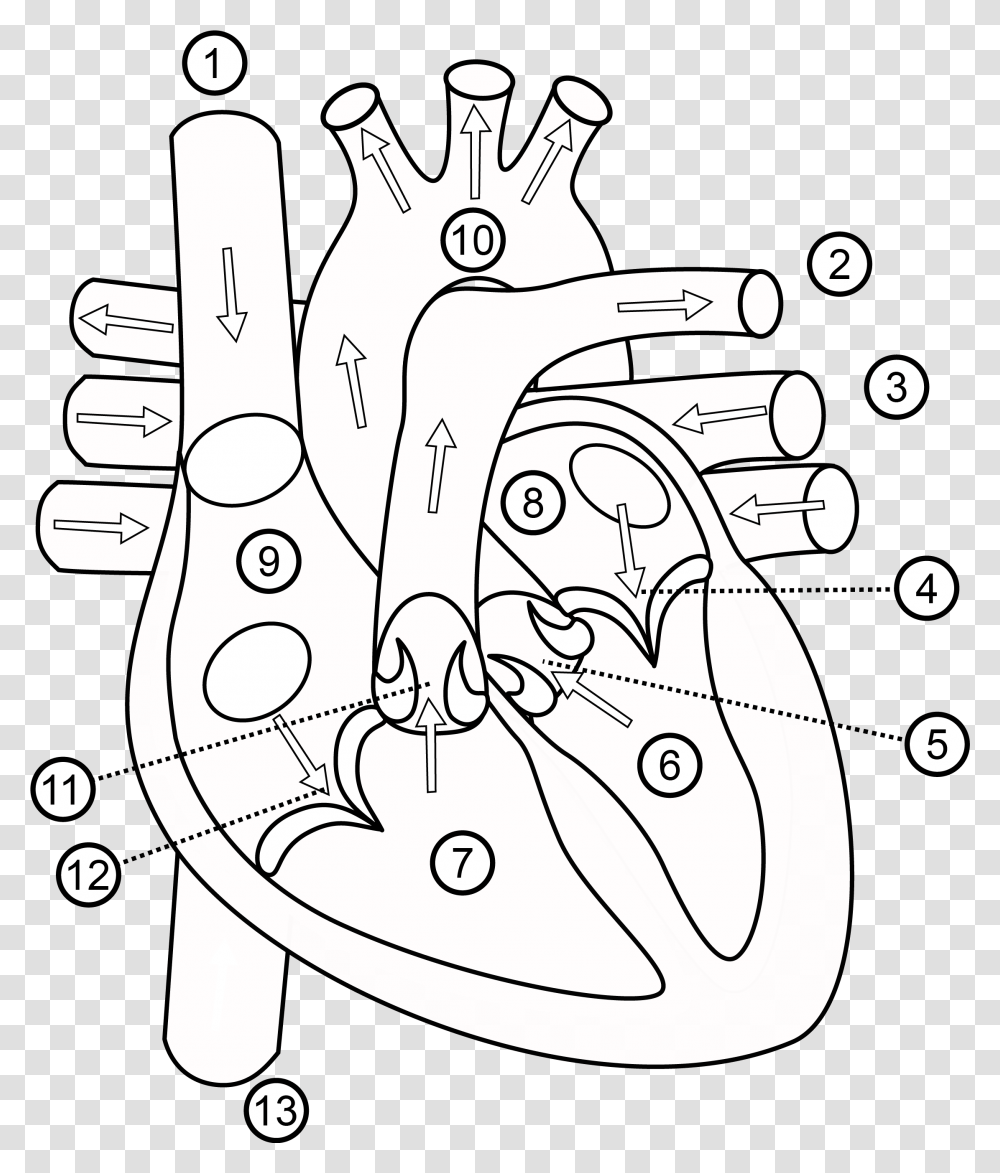 Download Human Heart Drawing Outline Part Out Line Of Human Heart, Text, X-Ray, Ct Scan, Medical Imaging X-Ray Film Transparent Png