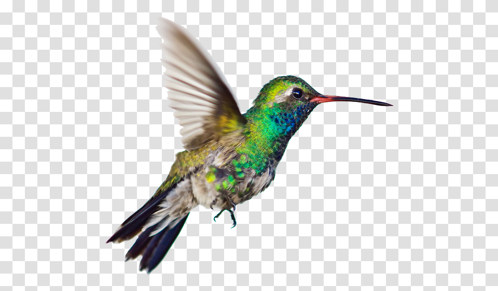 Download Hummingbird Clipart Image Hummingbird Background, Animal, Bee Eater Transparent Png