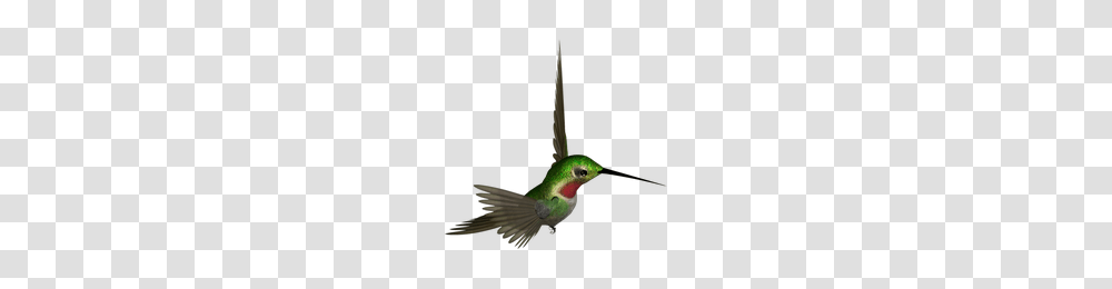 Download Hummingbird Free Photo Images And Clipart Freepngimg, Animal, Bee Eater, Beak Transparent Png