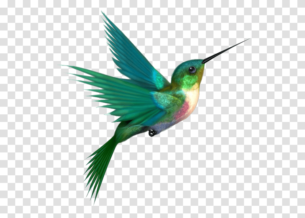 Download Hummingbird Image Hq Hummingbird, Bee Eater, Animal, Jay, Beak Transparent Png