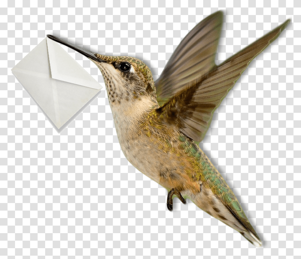 Download Hummingbird Rubythroated Hummingbird Full Size Hummingbirds, Animal Transparent Png