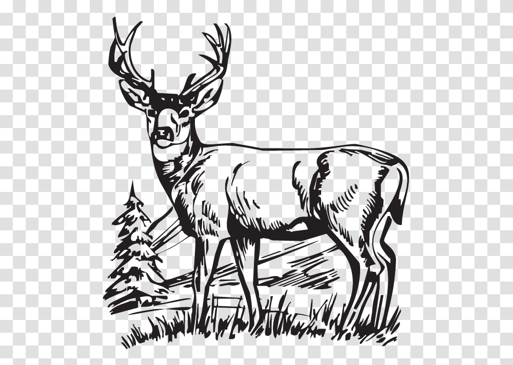 Download Hunting Deer Drawings Clipart White Tailed Deer Deer, Elk, Wildlife, Mammal, Animal Transparent Png