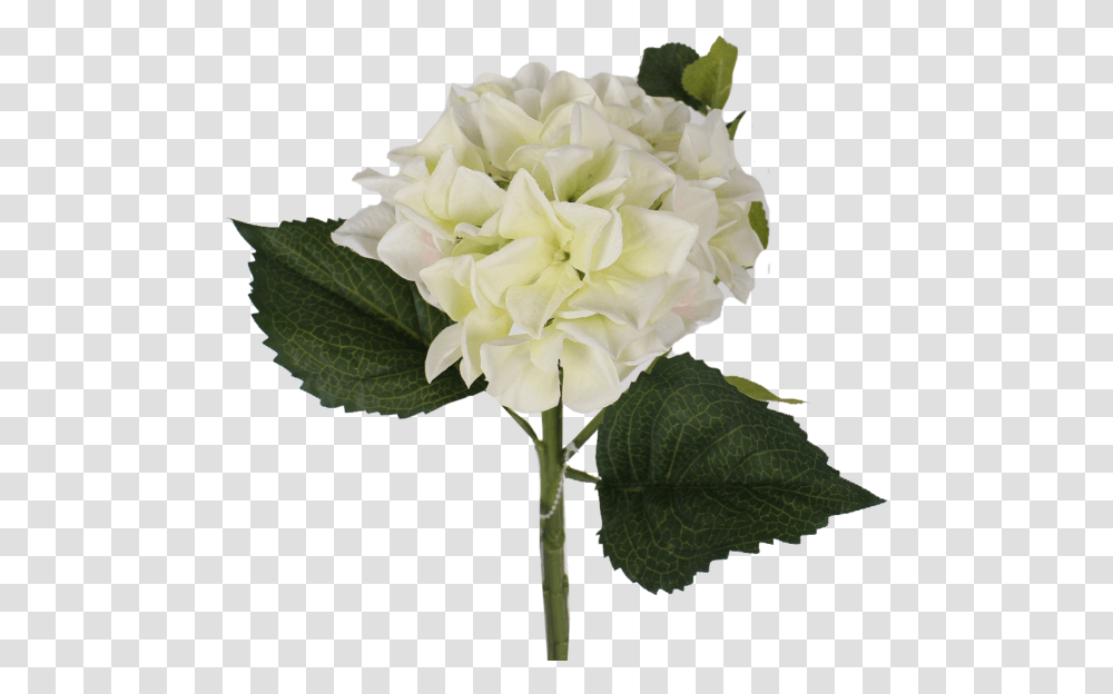 Download Hydrangea Bush Artificial Flower, Plant, Blossom, Carnation, Rose Transparent Png