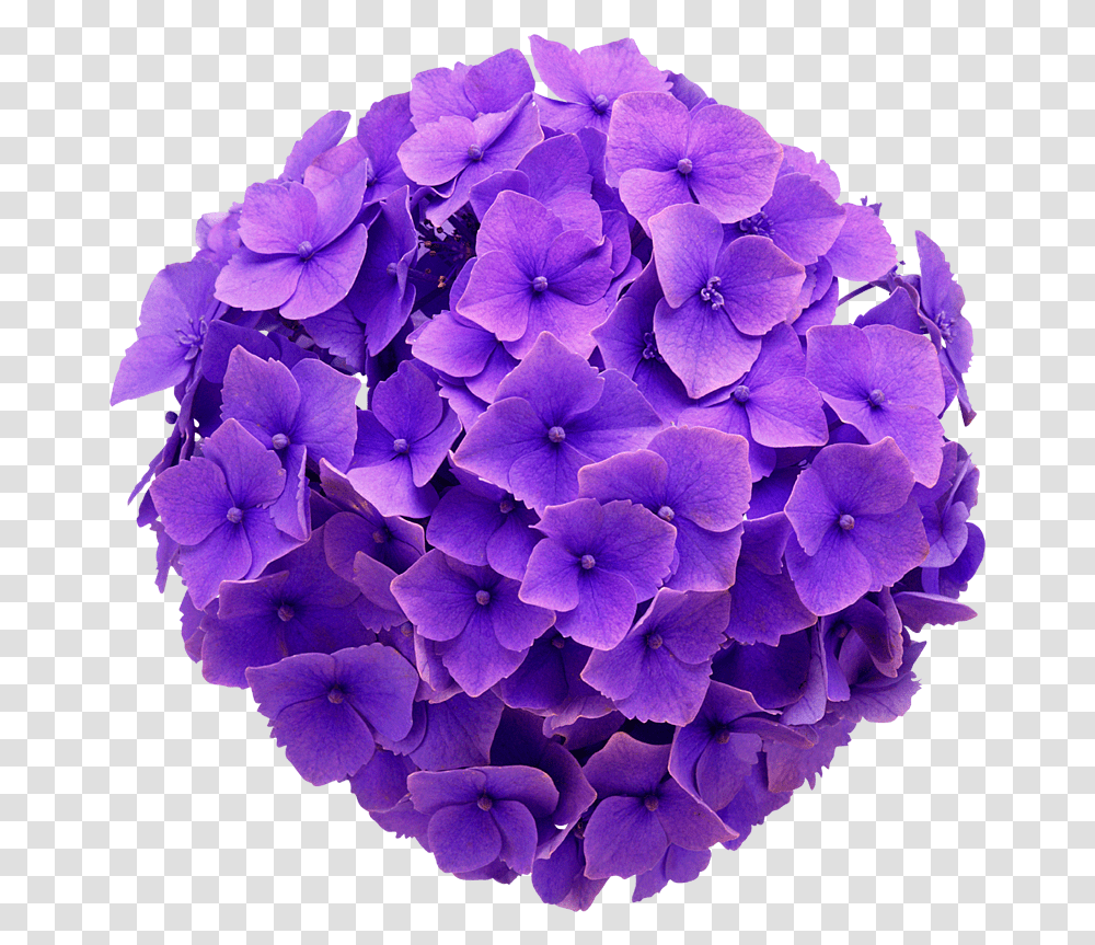 Download Hydrangea Real Flower Purple Cute Beautiful Purple Hydrangea Background, Geranium, Plant, Blossom, Hair Transparent Png