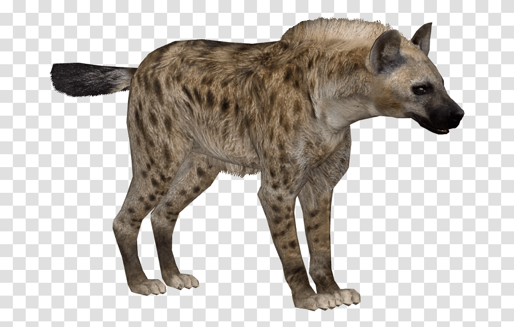 Download Hyena Images Backgrounds Zoo Tycoon 2 Hyena, Mammal, Animal, Wildlife, Dog Transparent Png