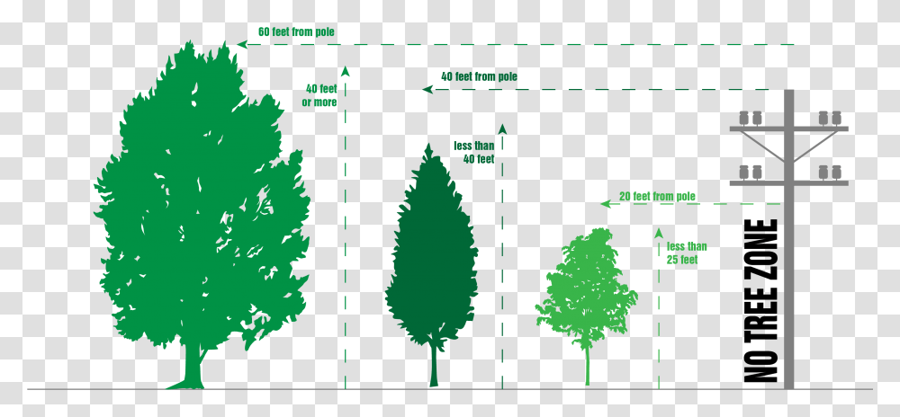 Download If Trees In Your Area Are Growing Into Power Lines Tree Planting And Power Lines, Pine, Conifer, Fir, Vegetation Transparent Png