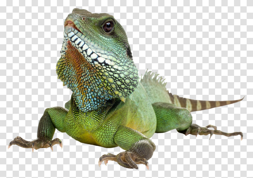 Download Iguana Background Iguana Background, Lizard, Reptile, Animal, Green Lizard Transparent Png